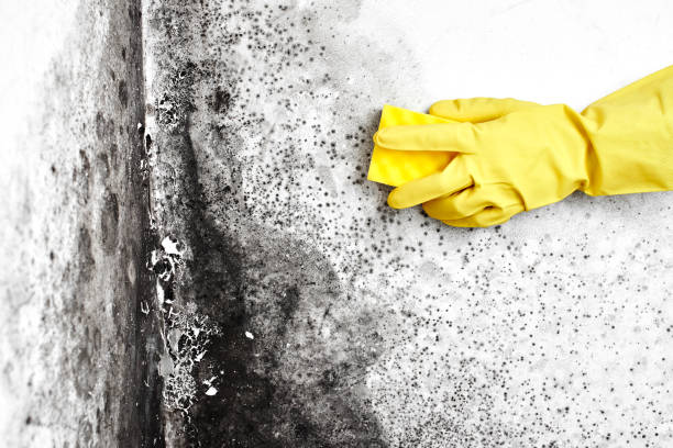 Best Fast Mold Removal  in Valley Cottage, NY