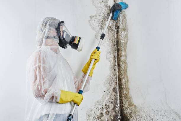 Best Toxic Mold Removal  in Valley Cottage, NY