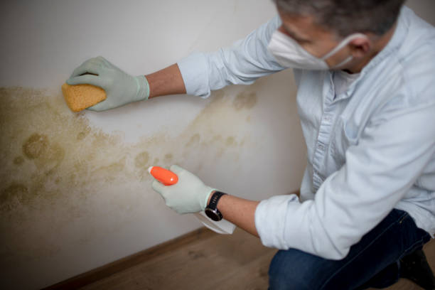 Best Professional Mold Removal  in Valley Cottage, NY