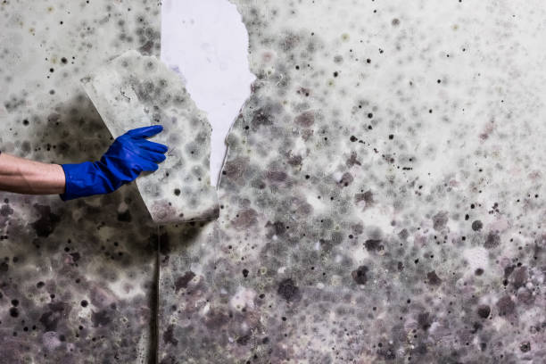 Best Attic Mold Removal  in Valley Cottage, NY