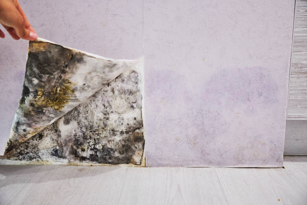 Best Mold Damage Repair  in Valley Cottage, NY